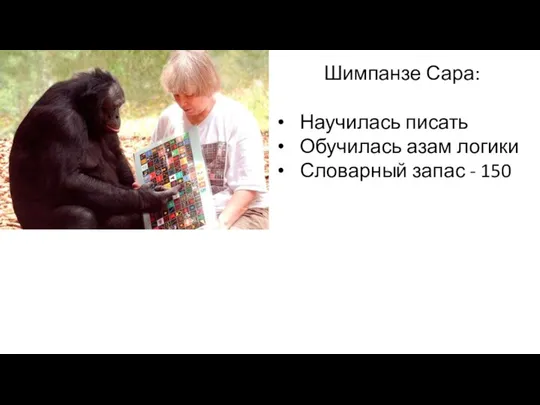 Шимпанзе Сара: Научилась писать Обучилась азам логики Словарный запас - 150
