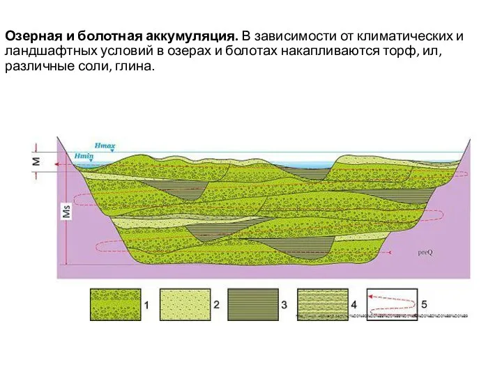 Озерная и болотная аккумуляция. В зависимости от климатических и ландшафтных условий в