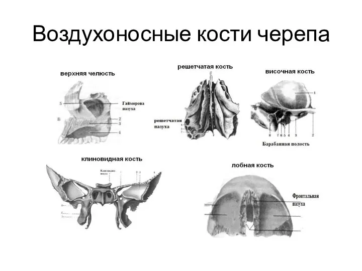 Воздухоносные кости черепа