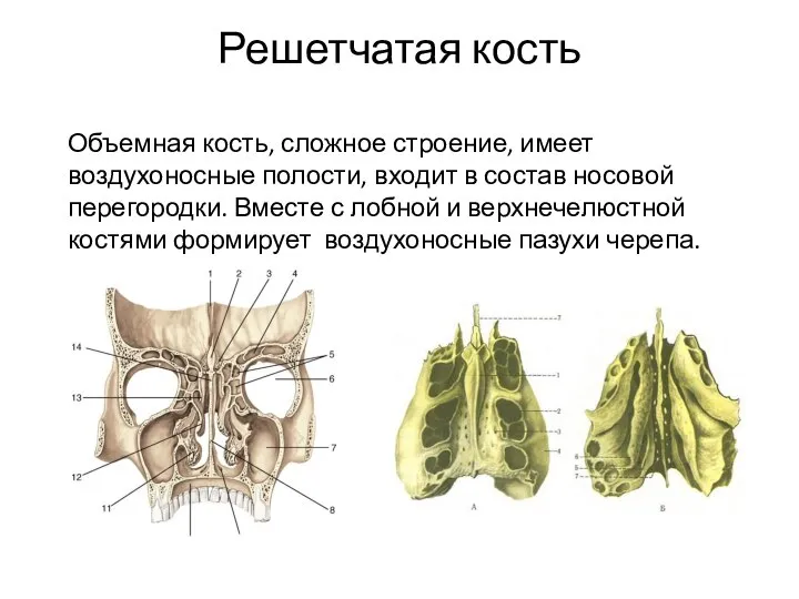 Решетчатая кость Объемная кость, сложное строение, имеет воздухоносные полости, входит в состав