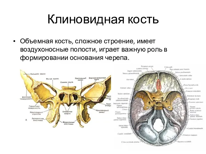 Клиновидная кость Объемная кость, сложное строение, имеет воздухоносные полости, играет важную роль в формировании основания черепа.