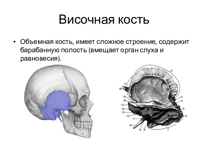 Височная кость Объемная кость, имеет сложное строение, содержит барабанную полость (вмещает орган слуха и равновесия).