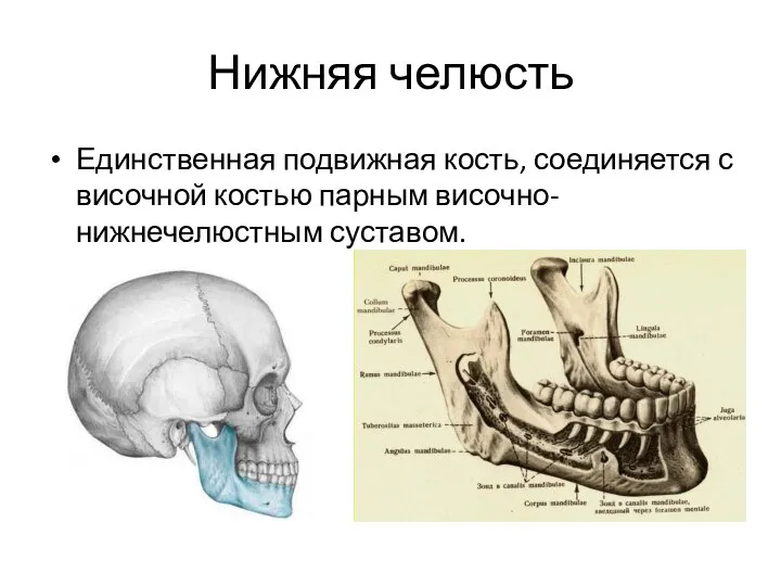 Нижняя челюсть Единственная подвижная кость, соединяется с височной костью парным височно-нижнечелюстным суставом.
