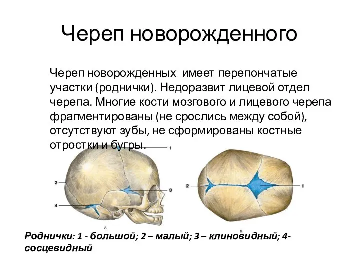 Череп новорожденного Роднички: 1 - большой; 2 – малый; 3 – клиновидный;