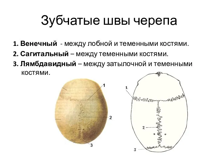 Зубчатые швы черепа 1. Венечный - между лобной и теменными костями. 2.