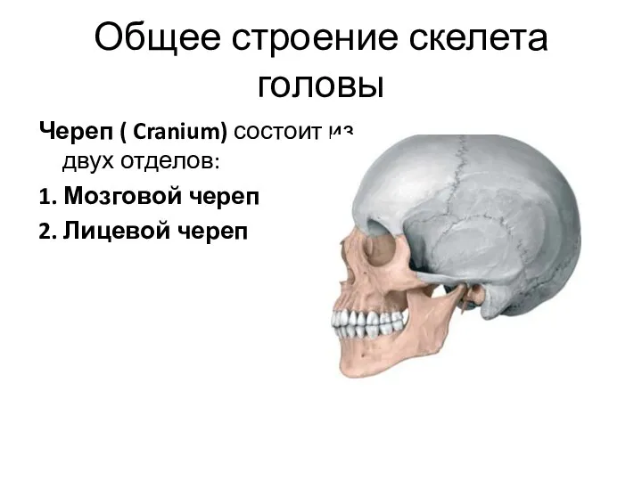Общее строение скелета головы Череп ( Cranium) состоит из двух отделов: 1.