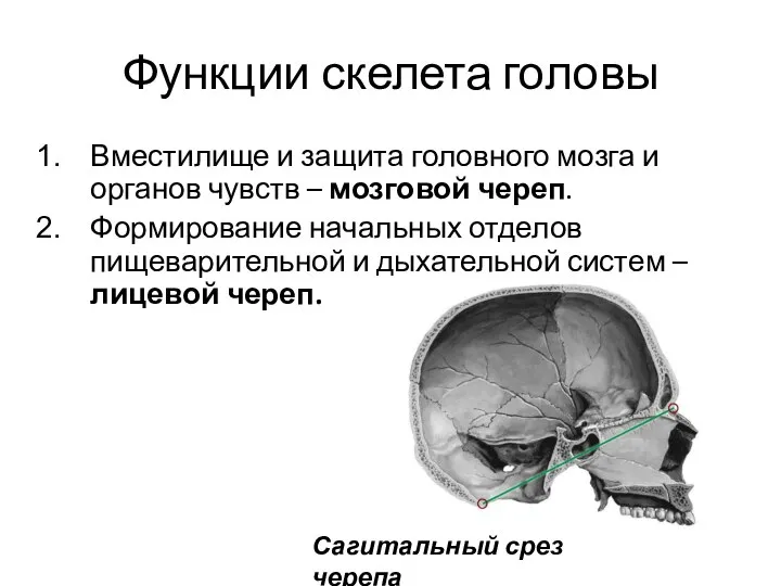 Функции скелета головы Вместилище и защита головного мозга и органов чувств –