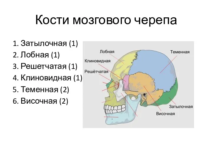 Кости мозгового черепа 1. Затылочная (1) 2. Лобная (1) 3. Решетчатая (1)
