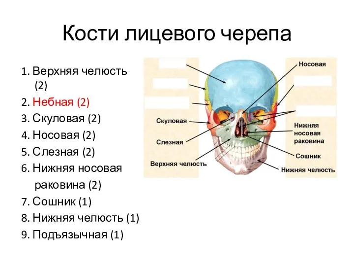 Кости лицевого черепа 1. Верхняя челюсть (2) 2. Небная (2) 3. Скуловая
