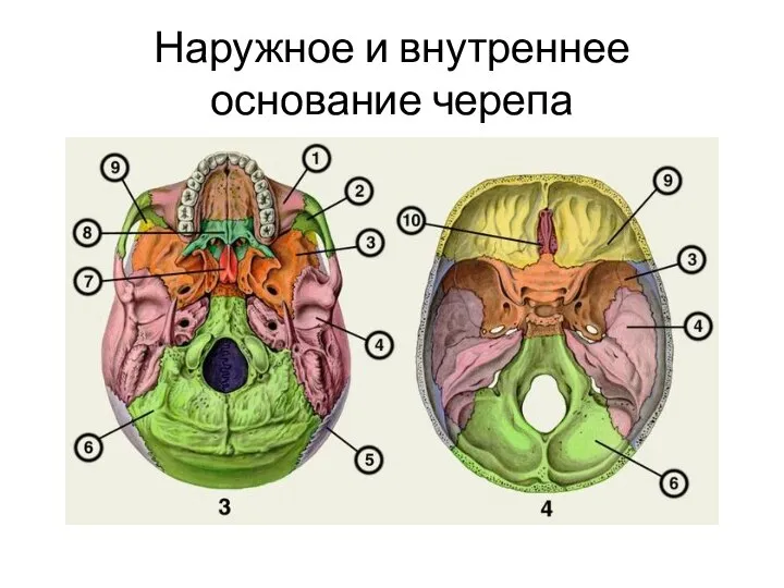 Наружное и внутреннее основание черепа