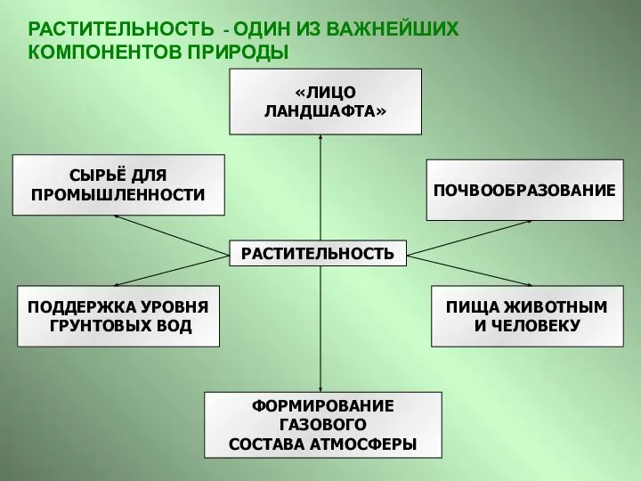 РАСТИТЕЛЬНОСТЬ «ЛИЦО ЛАНДШАФТА» ПОЧВООБРАЗОВАНИЕ ПИЩА ЖИВОТНЫМ И ЧЕЛОВЕКУ ПОДДЕРЖКА УРОВНЯ ГРУНТОВЫХ ВОД