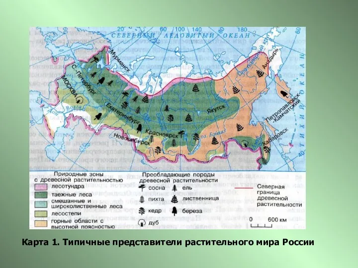 ТИПЫ РАСТИТЕЛЬНЫХ СООБЩЕСТВ Карта 1. Типичные представители растительного мира России