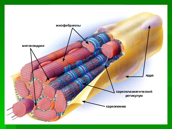 ядра саркоплазматический ретикулум сарколемма миофибриллы митохондрии