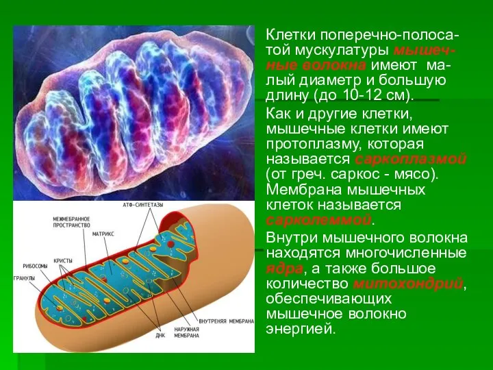 Клетки поперечно-полоса-той мускулатуры мышеч-ные волокна имеют ма-лый диаметр и большую длину (до