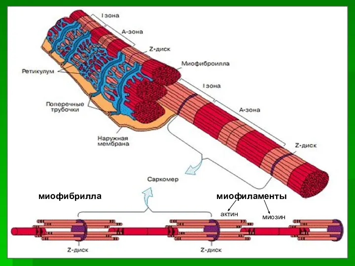 миофибрилла миозин актин миофиламенты