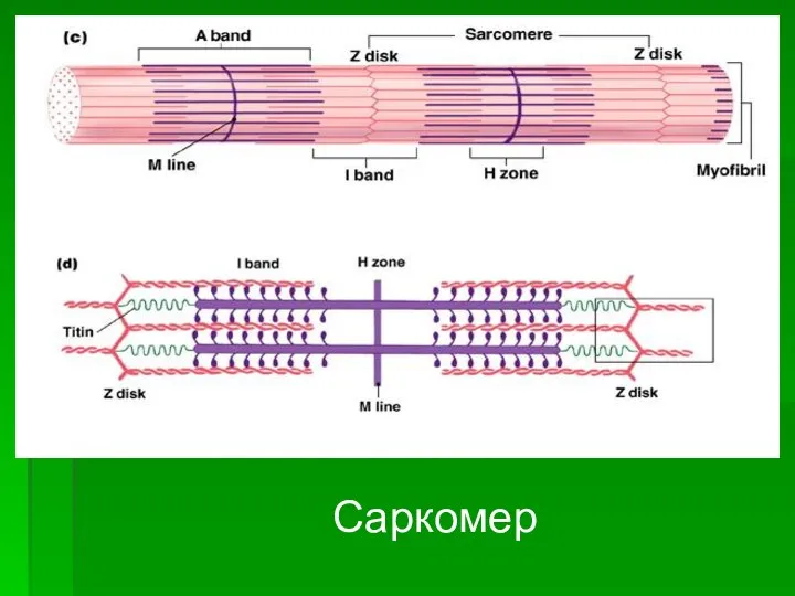 Саркомер