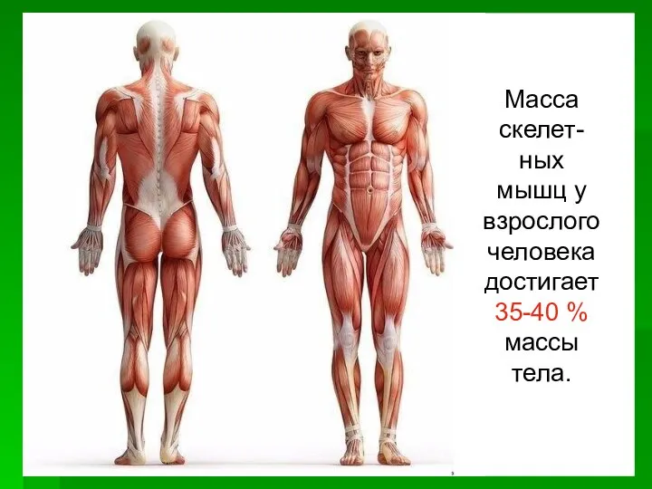 Масса скелет-ных мышц у взрослого человека достигает 35-40 % массы тела.
