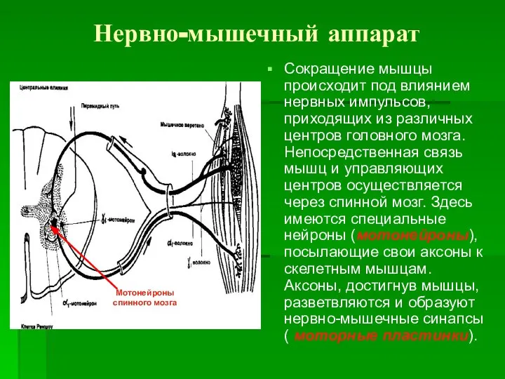 Нервно-мышечный аппарат Сокращение мышцы происходит под влиянием нервных импульсов, приходящих из различных