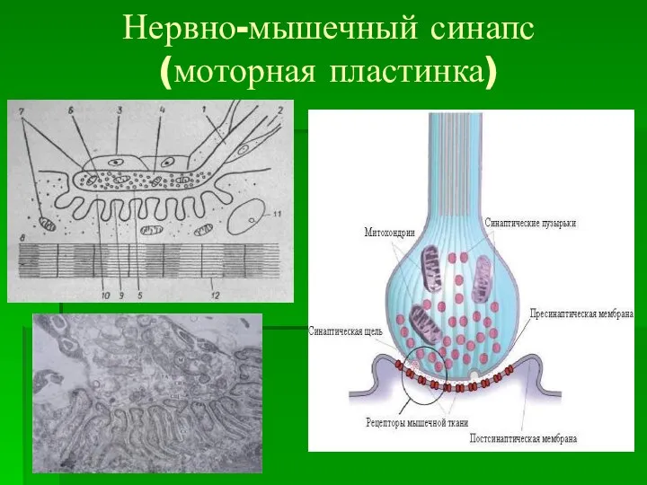 Нервно-мышечный синапс (моторная пластинка)