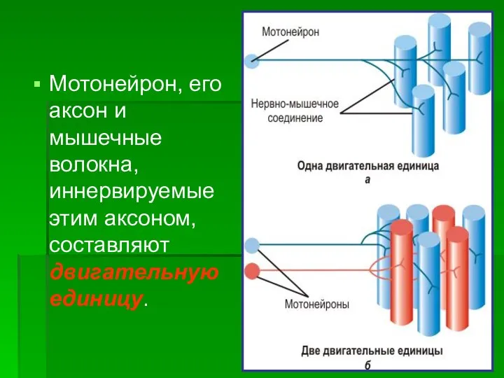 Мотонейрон, его аксон и мышечные волокна, иннервируемые этим аксоном, составляют двигательную единицу.