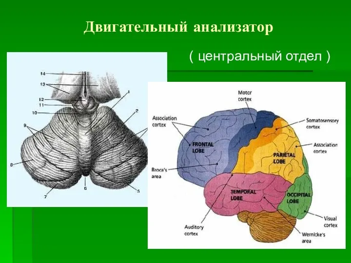 Двигательный анализатор ( центральный отдел )