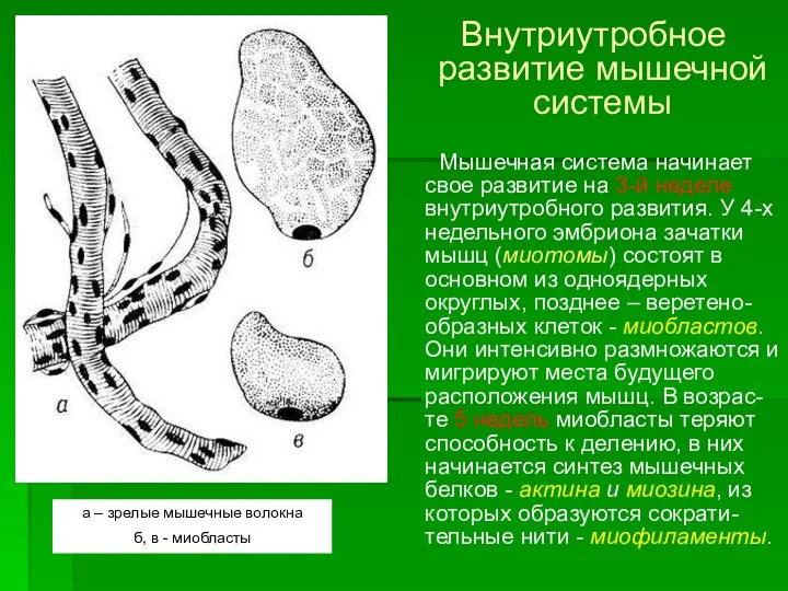 Внутриутробное развитие мышечной системы Мышечная система начинает свое развитие на 3-й неделе