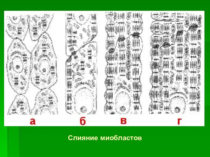 Слияние миобластов