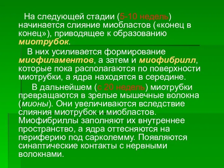 На следующей стадии (5-10 недель) начинается слияние миобластов («конец в конец»), приводящее