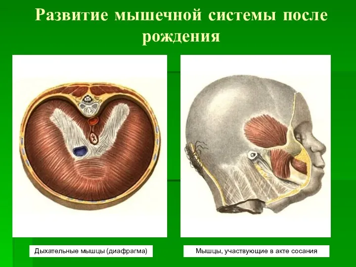 Развитие мышечной системы после рождения Дыхательные мышцы (диафрагма) Мышцы, участвующие в акте сосания