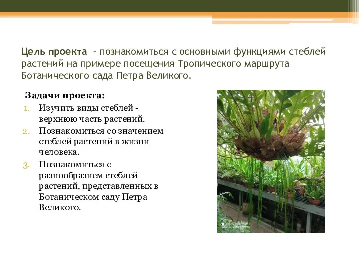 Цель проекта - познакомиться с основными функциями стеблей растений на примере посещения