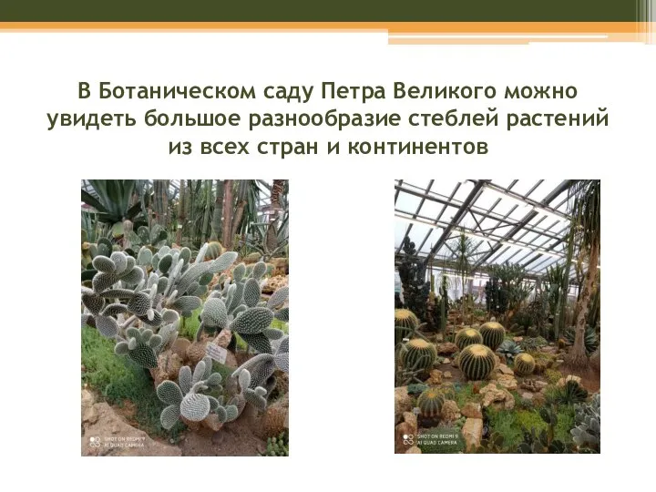 В Ботаническом саду Петра Великого можно увидеть большое разнообразие стеблей растений из всех стран и континентов