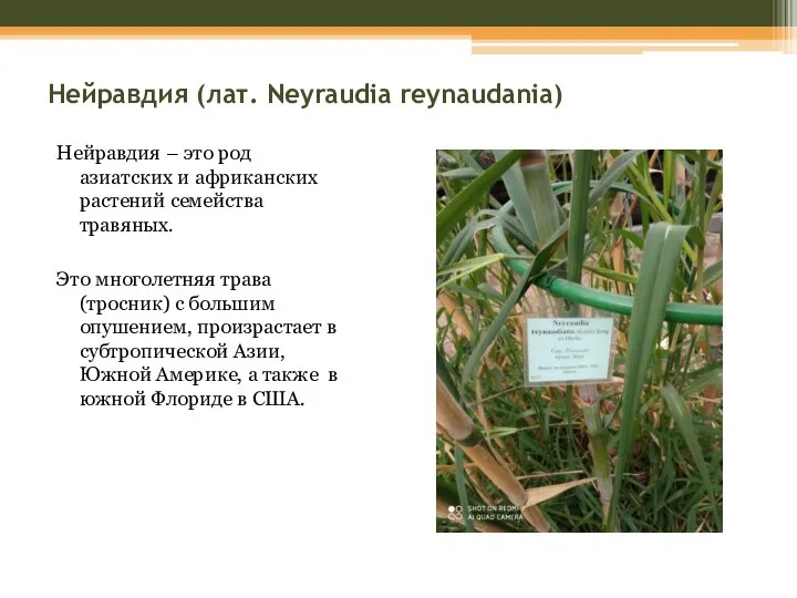 Нейравдия (лат. Neyraudia reynaudania) Нейравдия – это род азиатских и африканских растений