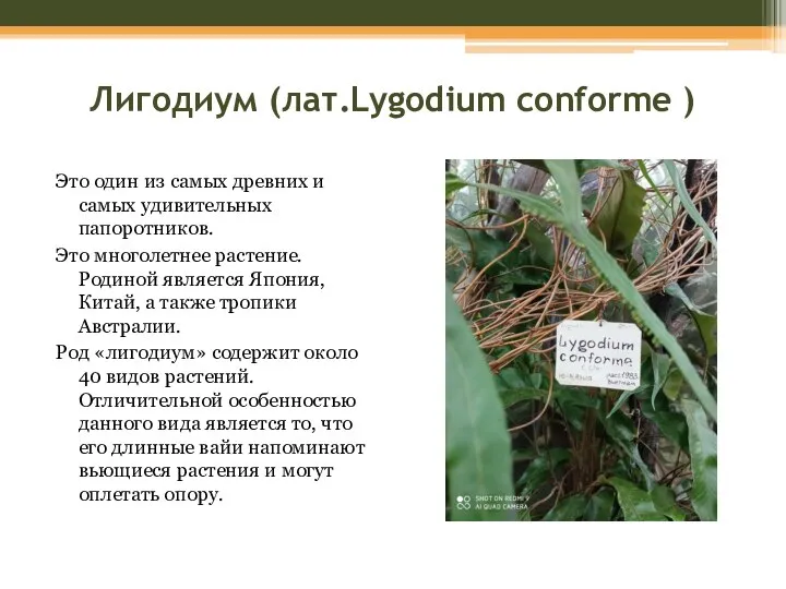 Лигодиум (лат.Lygodium conforme ) Это один из самых древних и самых удивительных