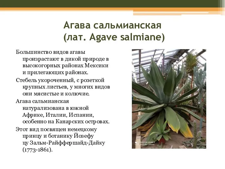 Агава сальмианская (лат. Agave salmiane) Большинство видов агавы произрастают в дикой природе