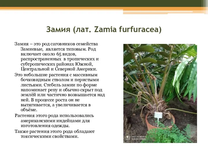 Замия (лат. Zamia furfuracea) Замия – это род саговников семейства Замиевые, является