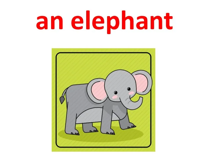 an elephant