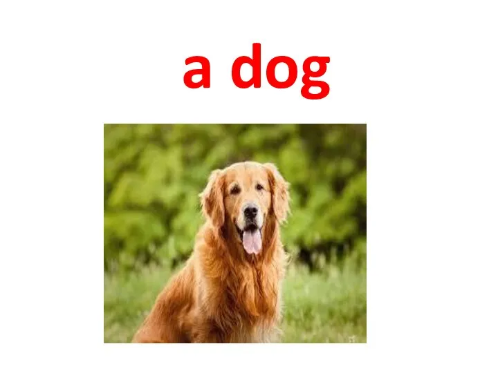 a dog