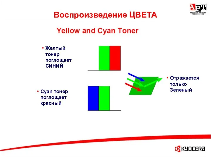 Воспроизведение ЦВЕТА Желтый тонер поглощает СИНИЙ Отражается только Зеленый Cyan тонер поглощает красный