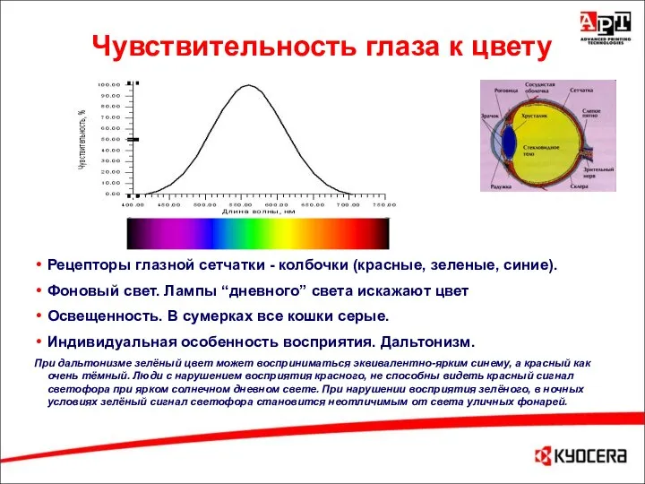 Чувствительность глаза к цвету Рецепторы глазной сетчатки - колбочки (красные, зеленые, синие).