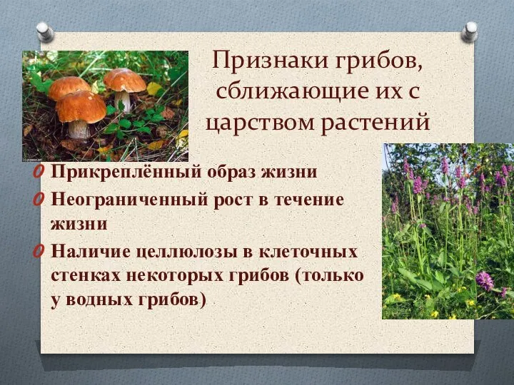 Признаки грибов, сближающие их с царством растений Прикреплённый образ жизни Неограниченный рост