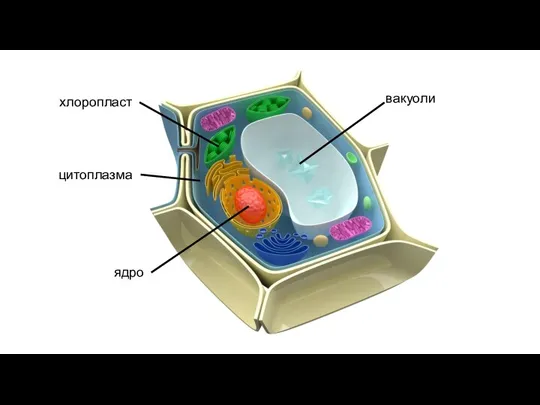 цитоплазма вакуоли ядро хлоропласт
