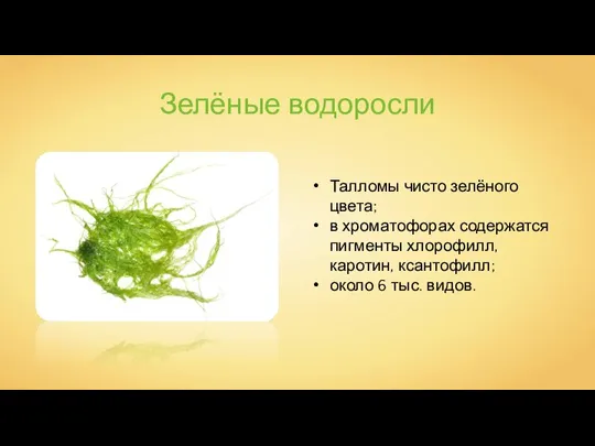 Зелёные водоросли Талломы чисто зелёного цвета; в хроматофорах содержатся пигменты хлорофилл, каротин,