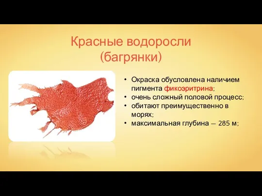 Красные водоросли (багрянки) Окраска обусловлена наличием пигмента фикоэритрина; очень сложный половой процесс;