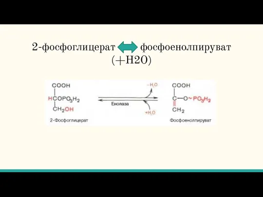 2-фосфоглицерат фосфоенолпируват (+H2O)