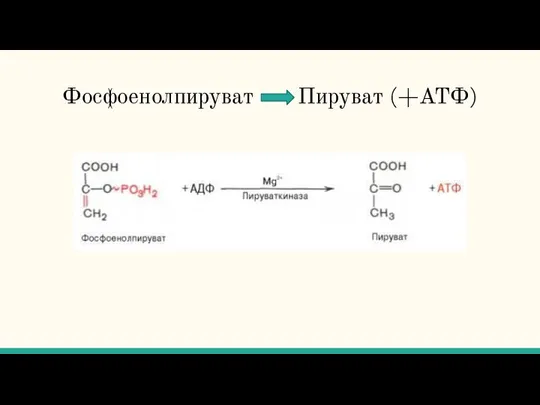 Фосфоенолпируват Пируват (+АТФ)