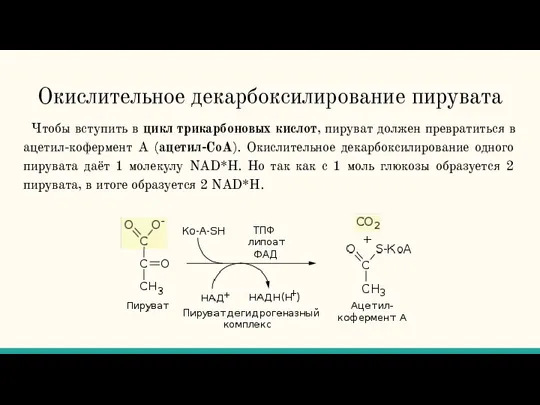 Окислительное декарбоксилирование пирувата Чтобы вступить в цикл трикарбоновых кислот, пируват должен превратиться