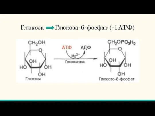 Глюкоза Глюкоза-6-фосфат (-1АТФ)