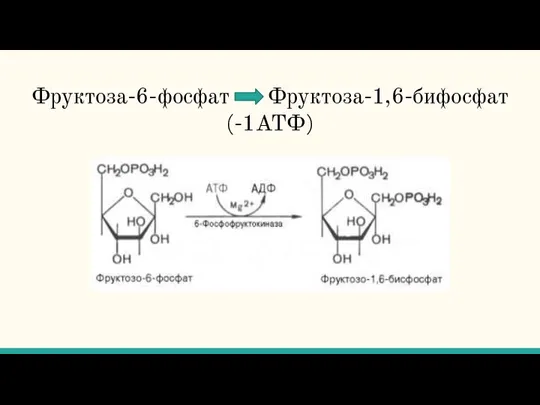 Фруктоза-6-фосфат Фруктоза-1,6-бифосфат (-1АТФ)