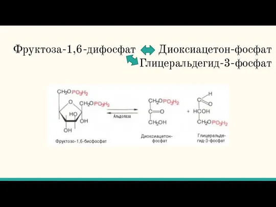 Фруктоза-1,6-дифосфат Диоксиацетон-фосфат Глицеральдегид-3-фосфат