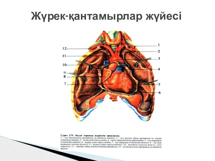 Жүрек-қантамырлар жүйесі